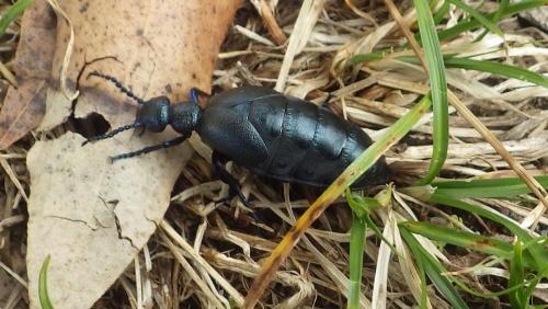 Meloe proscarabaeus